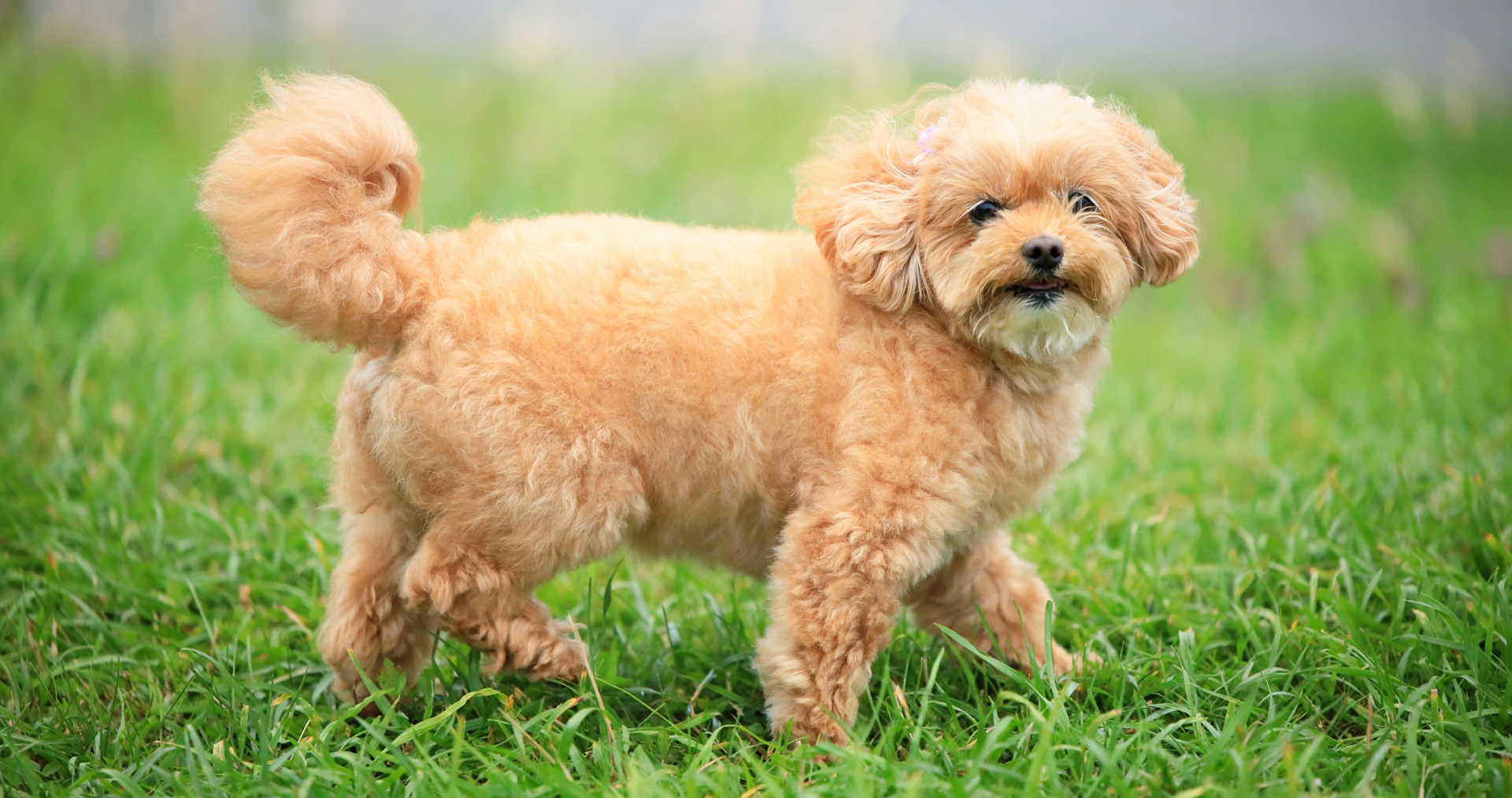 愛犬と一緒に