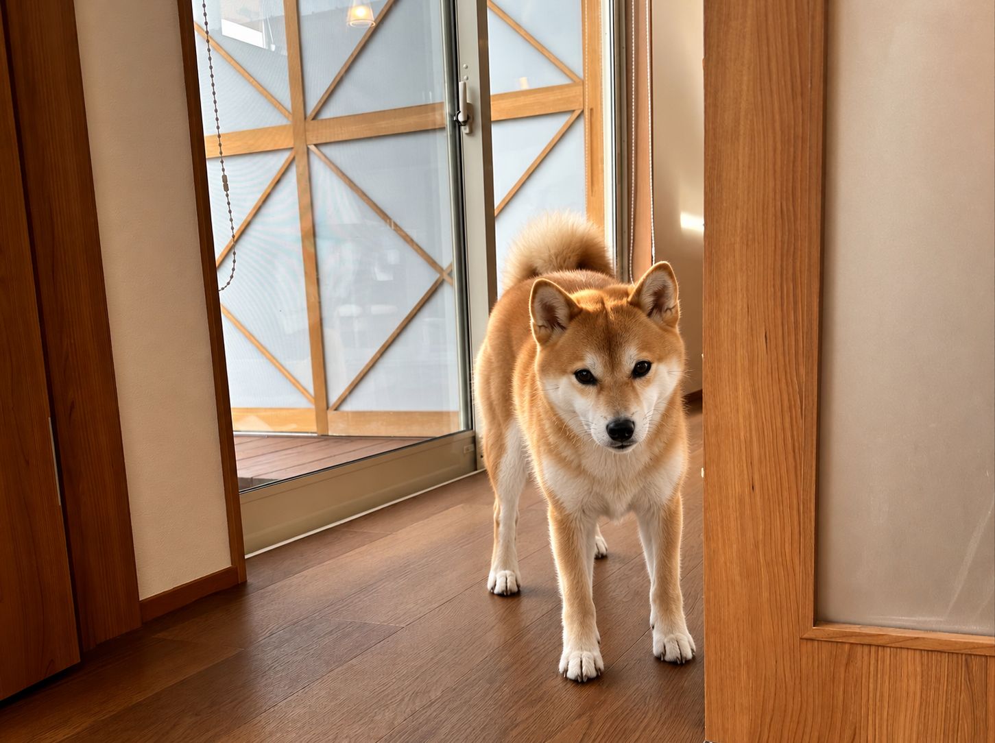 お部屋で迎えてくれる愛犬 瑠璃浜
