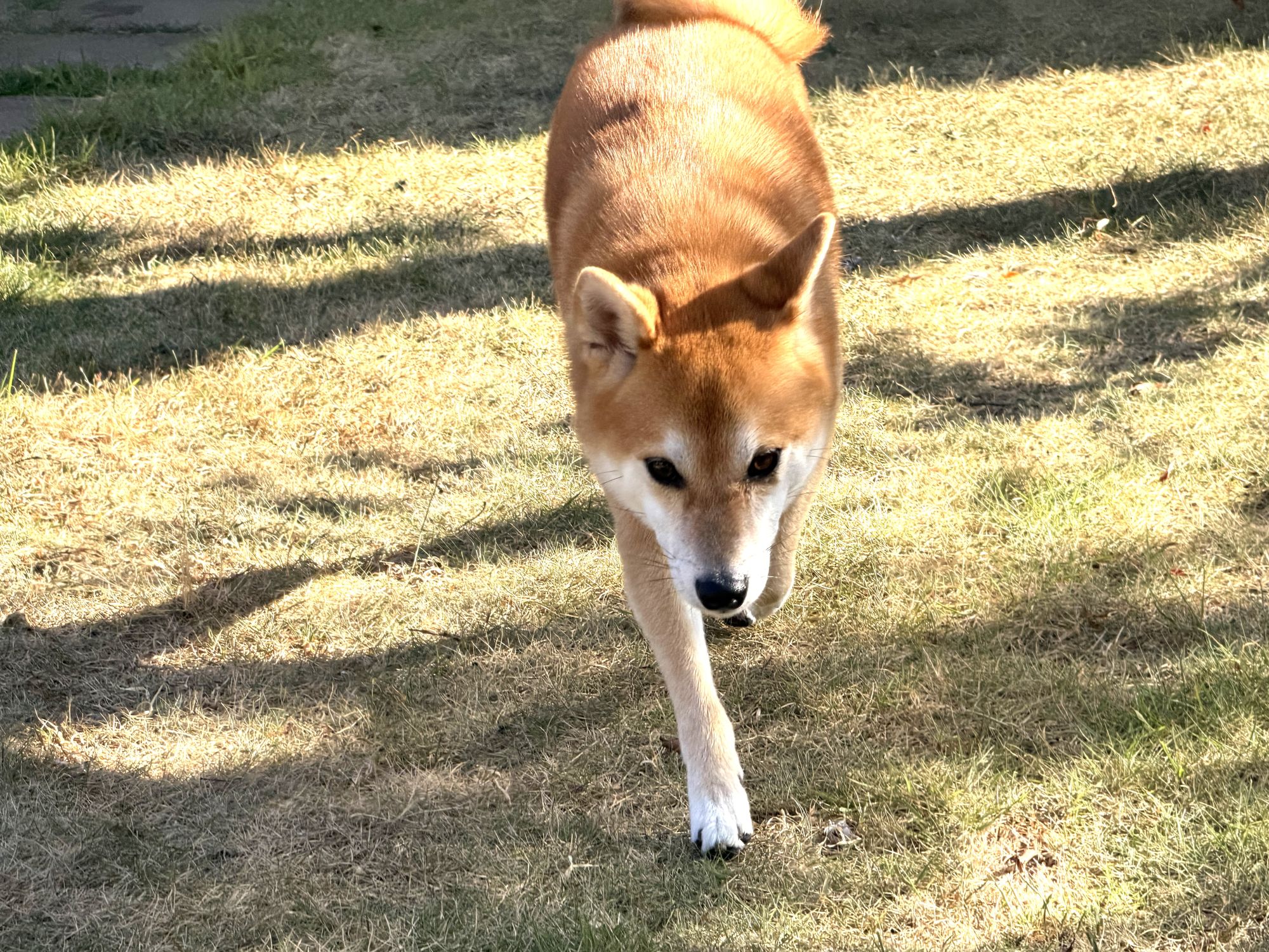 お部屋専用のドッグランで過ごす愛犬